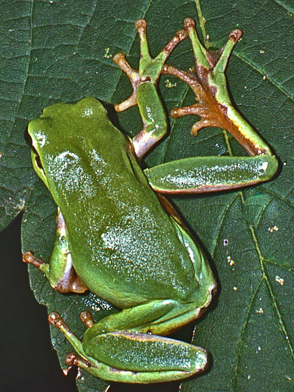 Raganella mediterranea - Hyla meridionalis